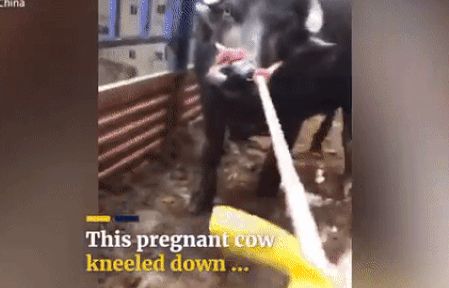 mang xa hoi 500 trieu nam tuoi giup quai vat bien ki la tu nhan ban