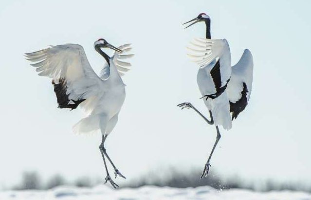 Những 'vũ công' tuyệt đỉnh của thế giới động vật