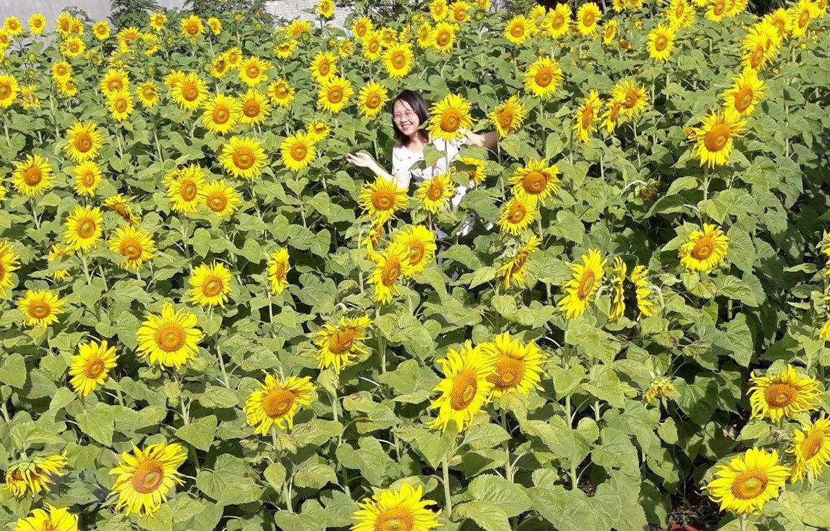 vuon hoa huong duong ruc ro pho nui pleiku hut khach tham quan