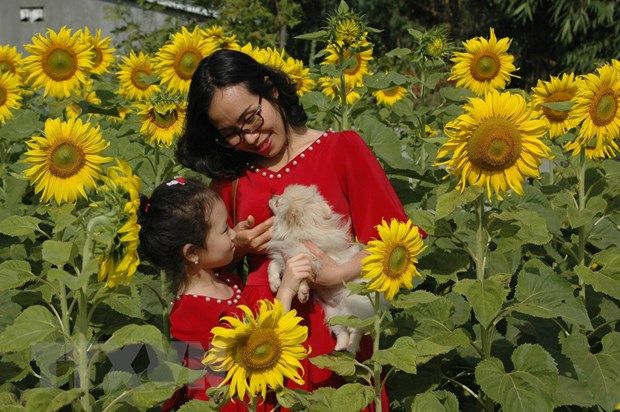 vuon hoa huong duong ruc ro pho nui pleiku hut khach tham quan