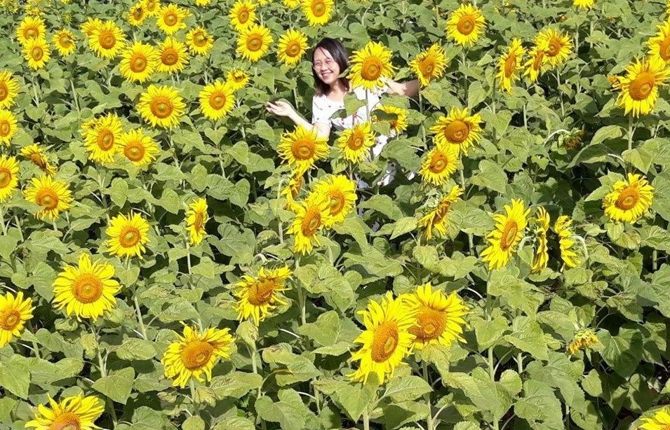 Vườn hoa hướng dương rực rỡ phố núi Pleiku hút khách tham quan