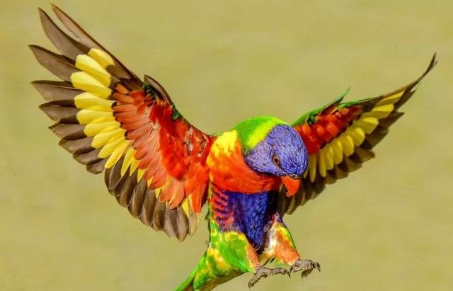 Những chú chim có bộ lông đẹp nhất thế giới