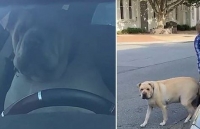 chu cho co biet tai ngam mot luc 6 qua bong tennis trong mieng