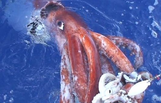 Lập bản đồ gene của mực khổng lồ