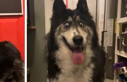 Chú chó có đôi mắt đăm chiêu, luôn nhíu mày, thu hút cư dân mạng