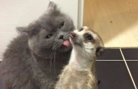 ve dep cua dong vat hoang da o nhung noi nguy hiem nhat the gioi