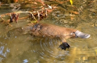 Loài thú mỏ vịt độc đáo ở Australia bên bờ tuyệt chủng