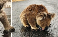 Australia: Nghẹn lòng hình ảnh koala liếm nước trên mặt đường sau thảm họa cháy rừng