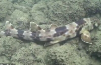 Phát hiện 4 loài cá mập đi bộ mới