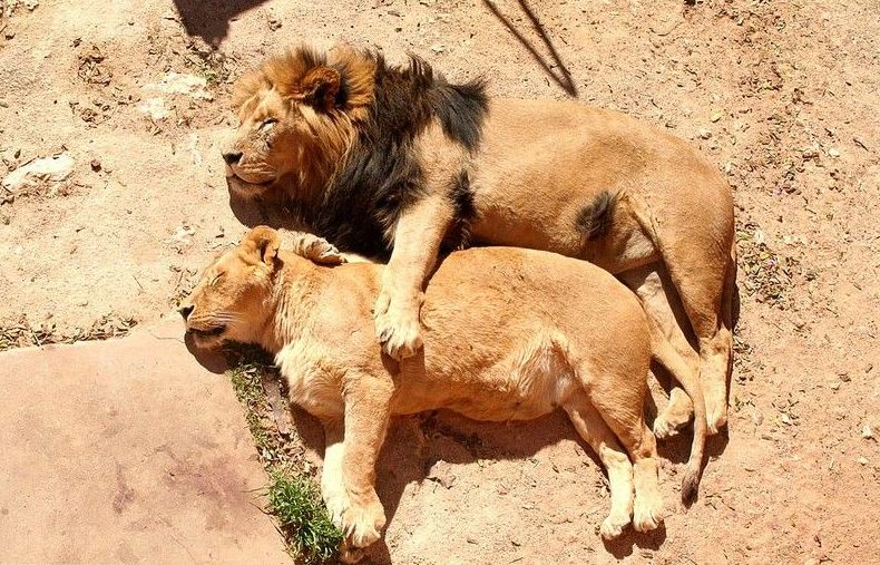 Vẻ dễ thương đến khó tin của động vật khi 'say giấc nồng'