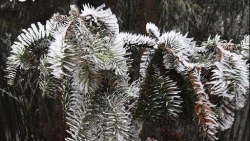 Dự báo thời tiết về không khí lạnh mạnh tăng cường: Bắc Bộ, Bắc Trung Bộ rét đậm rét hại, vùng núi khả năng xảy ra mưa tuyết, băng giá