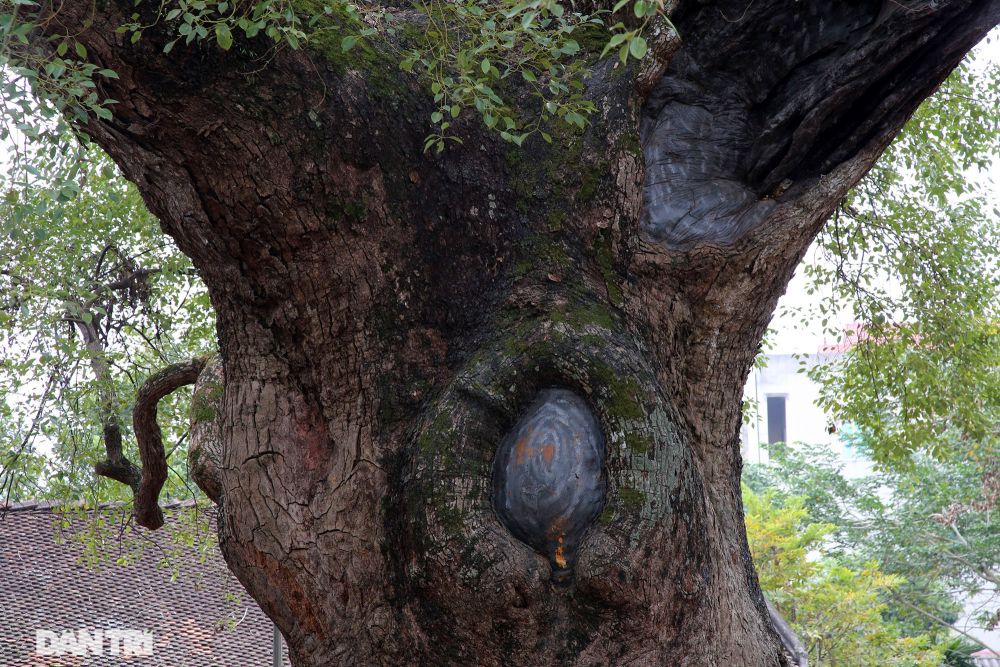 Cây dã hương lớn nhất thế giới ở Bắc Giang