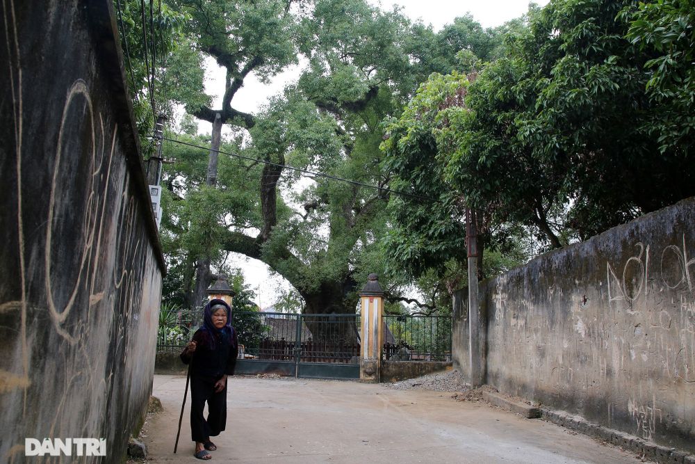 Cây dã hương lớn nhất thế giới ở Bắc Giang