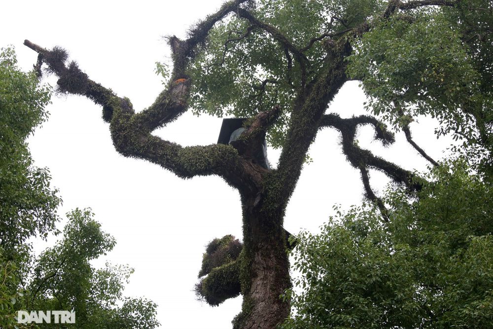 Cây dã hương lớn nhất thế giới ở Bắc Giang