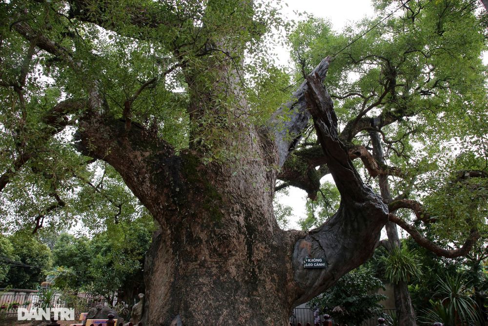 Cây dã hương lớn nhất thế giới ở Bắc Giang