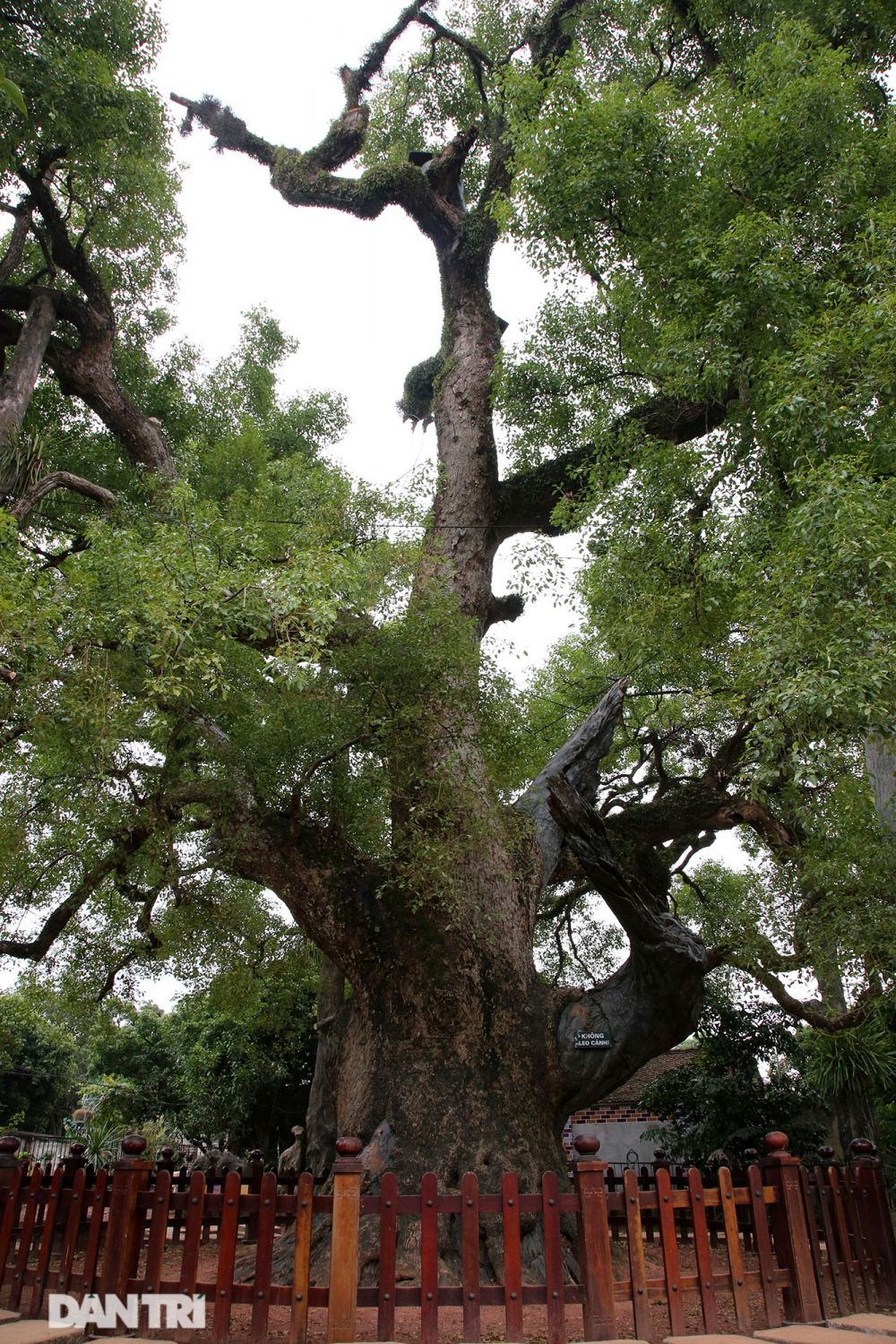 Cây dã hương lớn nhất thế giới ở Bắc Giang
