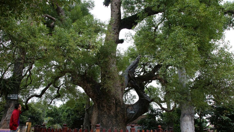 Cây di sản Việt Nam: Cây dã hương lớn nhất thế giới 'chỉ có' ở Bắc Giang