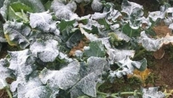 Dự báo thời tiết đêm nay và ngày mai (8-9/1): Bắc Bộ rét hại, vùng núi cao mưa tuyết và băng giá, Hà Nội rét đậm 7-10 độ