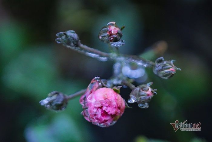 Cỏ cây lung linh như thủy tinh trong băng giá