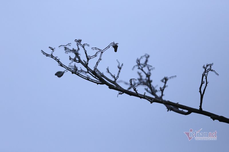 Cỏ cây lung linh như thủy tinh trong băng giá