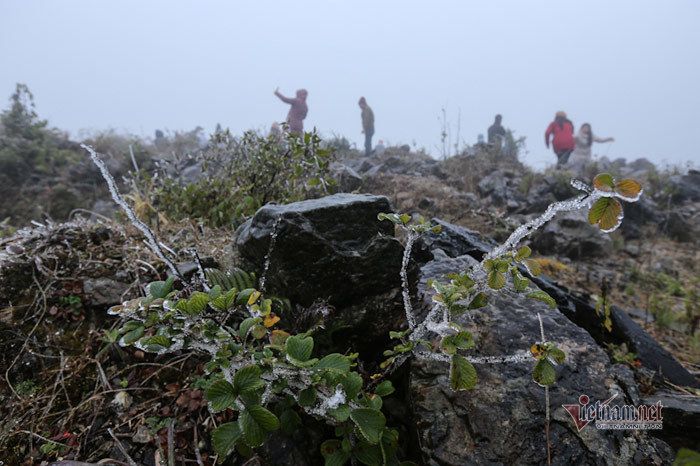 Cỏ cây lung linh như thủy tinh trong băng giá