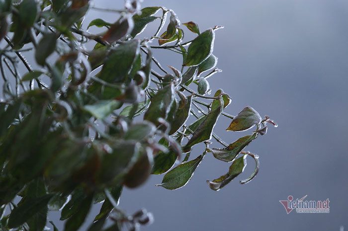 Cỏ cây lung linh như thủy tinh trong băng giá