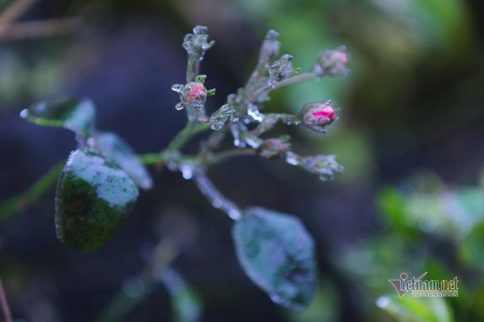 Cỏ cây lung linh như thủy tinh trong băng giá