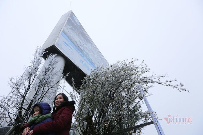 Cỏ cây lung linh như thủy tinh trong băng giá