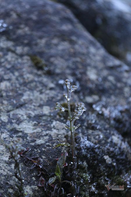 Cỏ cây lung linh như thủy tinh trong băng giá