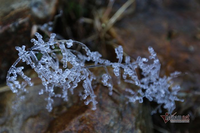 Cỏ cây lung linh như thủy tinh trong băng giá