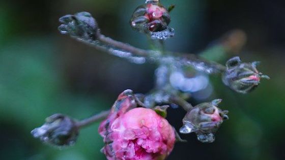 Cỏ cây lung linh như thủy tinh trong băng giá như trong thế giới cổ tích