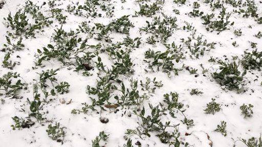 Y Tý: Tuyết rơi dày đặc, cảnh vật phủ màu trắng xóa như trời Âu