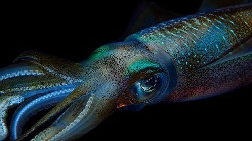 Anh: Tìm sự thật về sinh vật kỳ lạ to như người bơi dưới cầu sông Thames