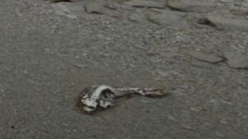 Băng tan chảy ở Nam Cực hé lộ sinh vật bí ẩn?