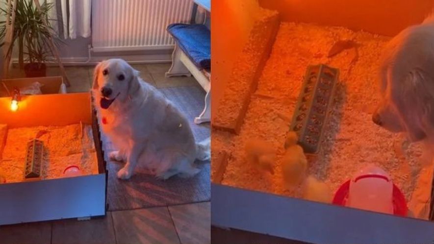 Hình ảnh đáng yêu về động vật khiến bạn thấy ấm áp giữa mùa Đông lạnh giá