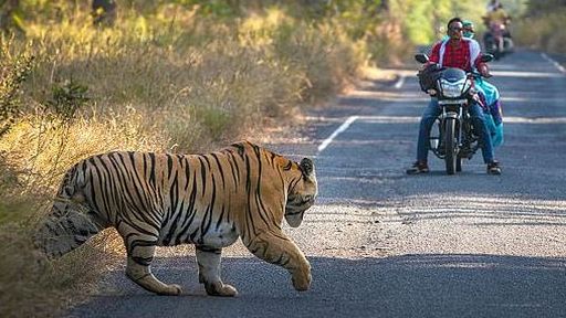 Hy hữu: Dừng xe máy nhường... hổ sang đường với khoảng cách chỉ vài mét