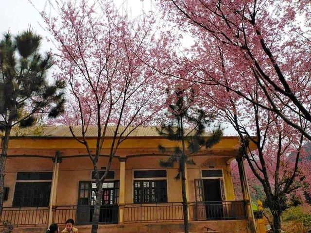 Ngắm hoa anh đào bung nở say đắm lòng người nơi miền biên giới xứ Nghệ