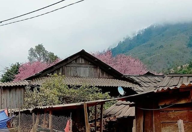 Ngắm hoa anh đào bung nở say đắm lòng người nơi miền biên giới xứ Nghệ