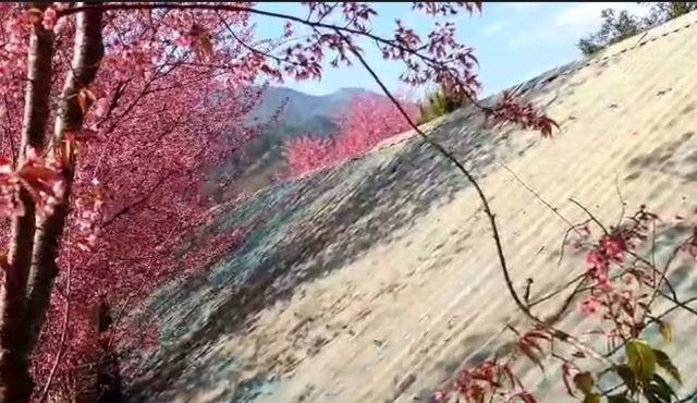 Ngắm hoa anh đào bung nở say đắm lòng người nơi miền biên giới xứ Nghệ