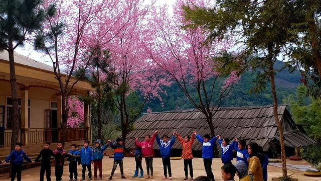 Hoa anh đào bung nở say đắm lòng người nơi miền biên cương xứ Nghệ