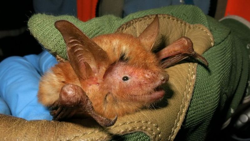 Châu Phi: Phát hiện loài dơi mới với màu sắc kỳ lạ