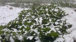 Dự báo thời tiết: Không khí lạnh mạnh đang di chuyển, ngày 17/1 Bắc Trung Bộ trời chuyển rét đậm, rét hại; Hà Nội nhiệt độ thấp nhất 8-11 độ