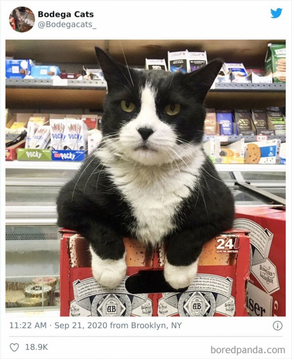 Hình ảnh những chú mèo coi siêu thị như ở nhà