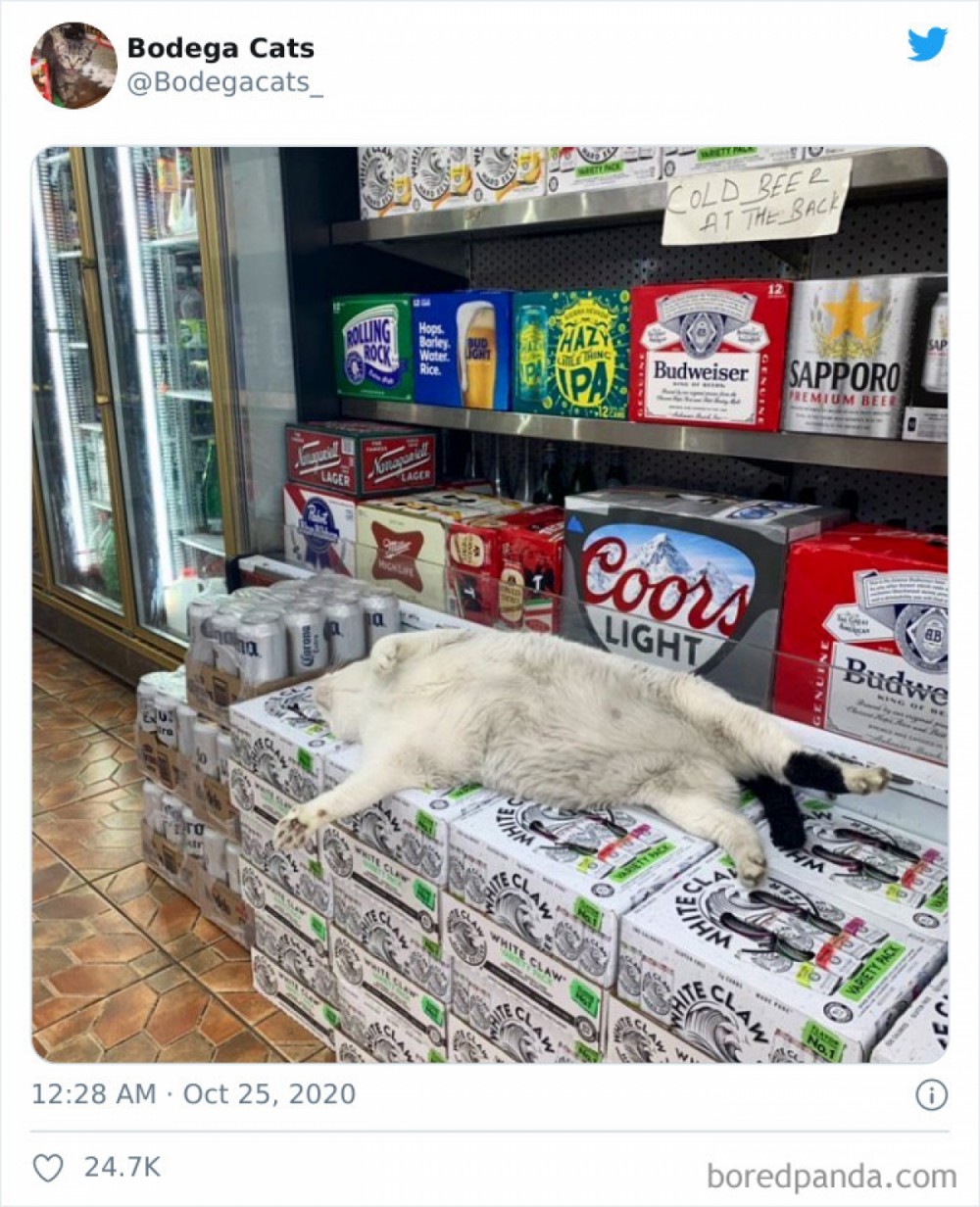 Hình ảnh những chú mèo coi siêu thị như ở nhà