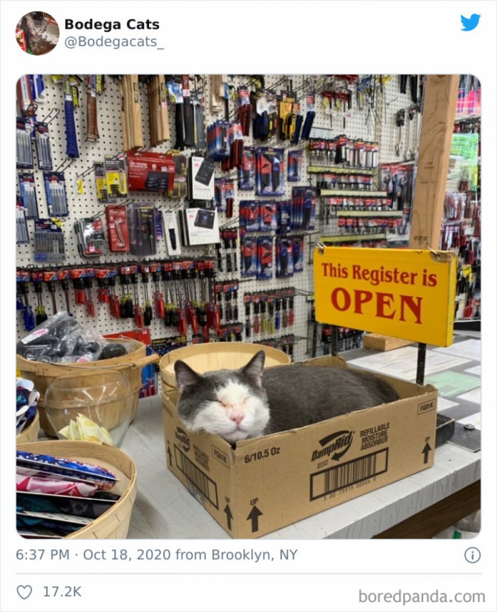 Hình ảnh những chú mèo coi siêu thị như ở nhà