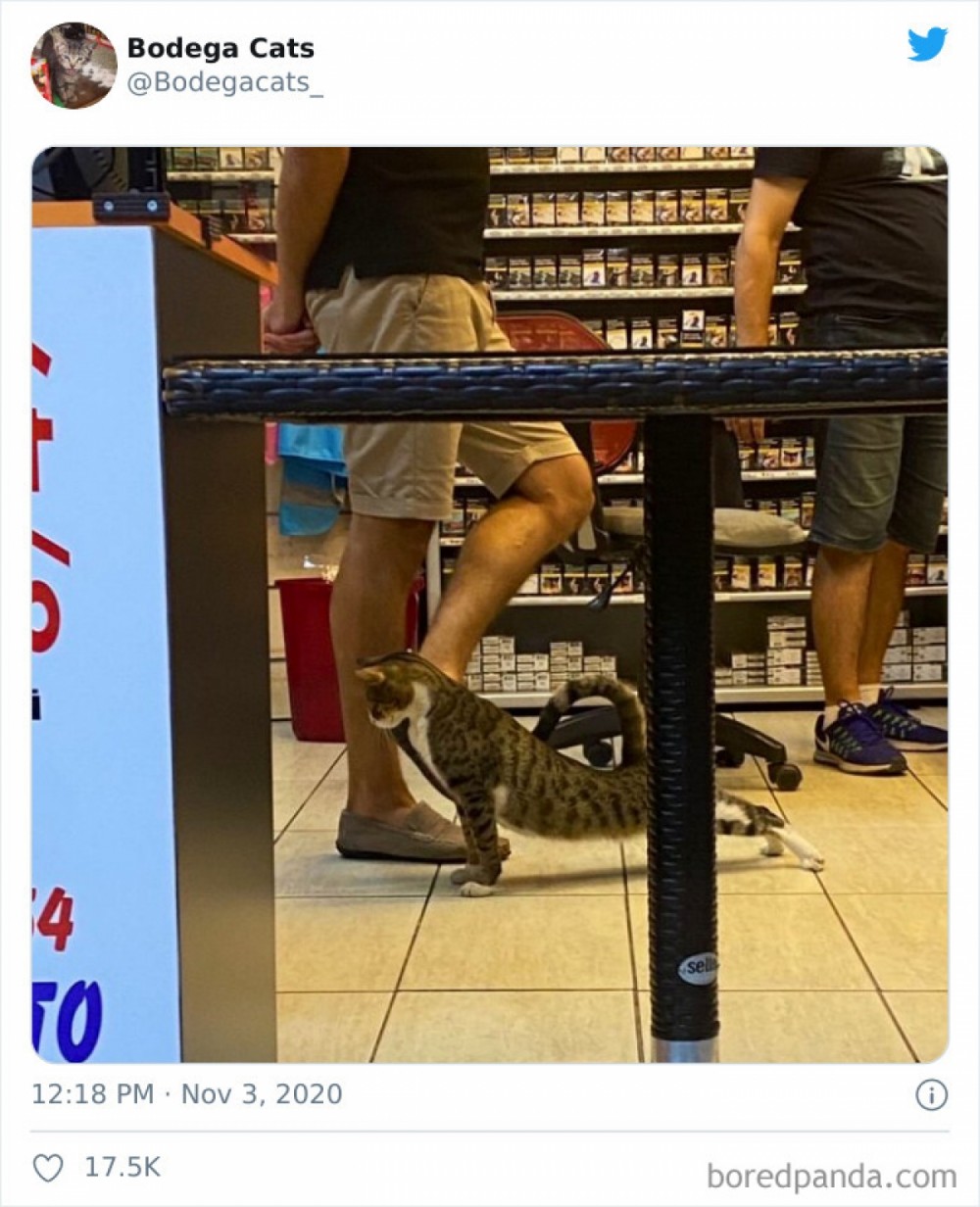 Hình ảnh những chú mèo coi siêu thị như ở nhà