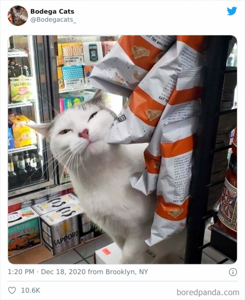 Hình ảnh những chú mèo coi siêu thị như ở nhà