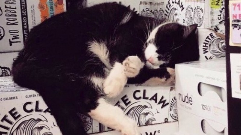 Khoảnh khắc 'siêu dễ thương' của những chú mèo coi siêu thị như ở nhà