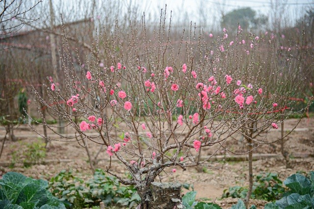 Thủ phủ hoa đào lớn nhất miền Bắc hối hả vào vụ Tết