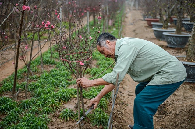 Thủ phủ hoa đào lớn nhất miền Bắc hối hả vào vụ Tết